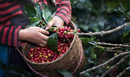 Viajes a BOGOTA CAFE Y FLORES 2025 en español | Agencia de Viajes Festival
