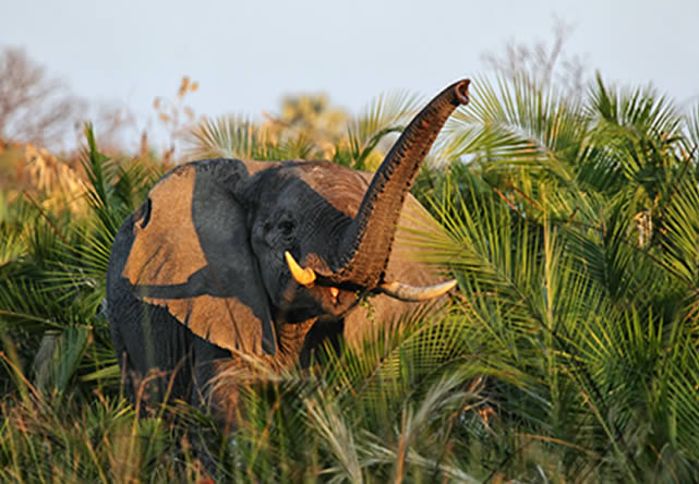 foto del tour a botswana en español 2026-2027