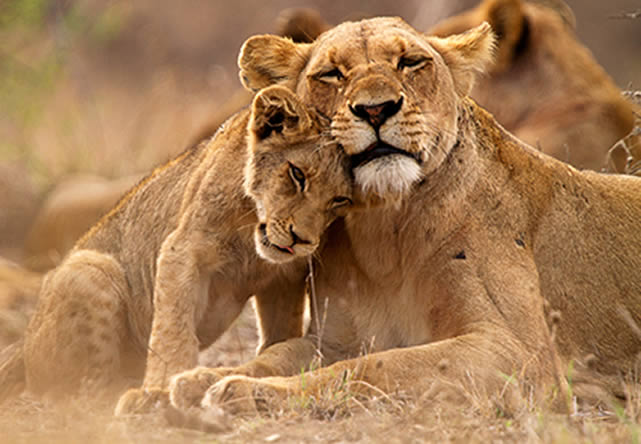 foto del tour a kenia en español 2024-2025